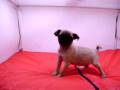 videos de Carlino Hembra COV REF: 103