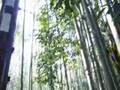 野宮神社までの竹林