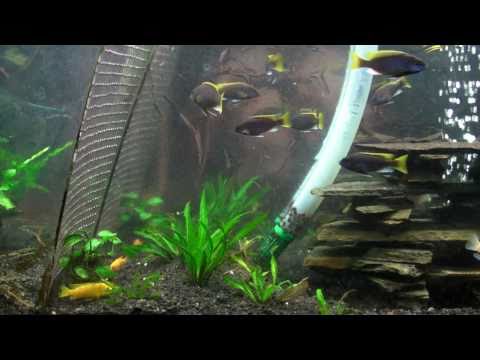 african cichlids, malawi mbuna, with new activ-flora black substrate