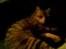 (kedi) Prenses (kedi) Prenses