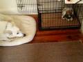 videos de 11/19/2008 Oliver westin' with Charlie! 4060