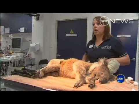 Boom Sherrin equipment used in local wildlife rescue Video Image