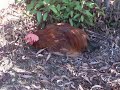 Mulholland Drive Chicken(s) Vid 1 of 3