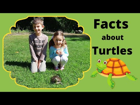 Turtle Facts for Kids. 