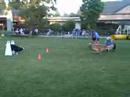 Agility Dogs Agility Dogs