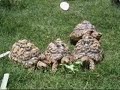Baby Tortoises Eating