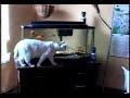 Cat fighting fish Cat fighting fish