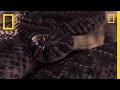 Rattlesnake vs. Rat