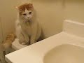 Cat Discovers Bathroom Sink