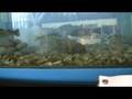 videos de Bennie Tank Demo: Tri-fin Kick Shad