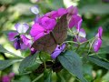 Flower Duet2.wmv
