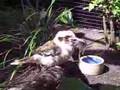 Bird-Eats-Mouse