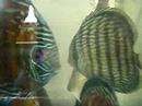 meu aquario,em processo de montagem. 