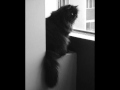 Bluestar - Concrete Angel