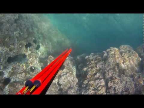 vidéos chasse sous marine hd - sar et loup.