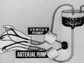 Experiments in the Revival of Organisms(1940) pt1