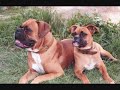 The Boxer Dog