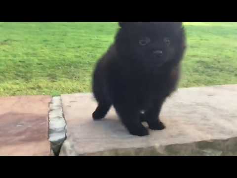 Jazz loves it when its time to go outside to poddy