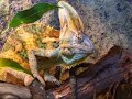 chameleon chameleon