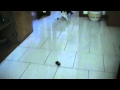 (uploaded by Teo128)&nbsp;Cat vs palm size remote car 