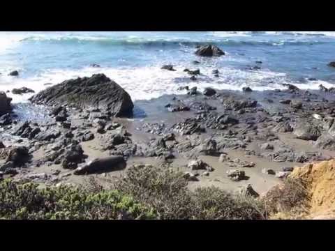 Video for Piedras Blancas Elephant Seal Rookery