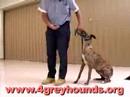 4greyhounds clip #5