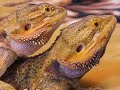 Dragons