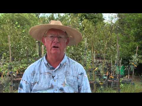 How to Grow Pomegranate Trees