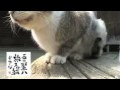 グーモで猫と一緒に旅しよう～この声、誰？の巻　～I am a cat that travels.～
