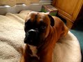 Our boxer whining  baboon in the A. M.