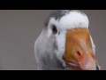 Panasonic Lumix DMC-GH1 with Micro four thirds adapted Nikon 70 - 300 lens test