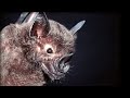 Bats hunting their prey - Top Bat - BBC