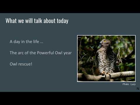 <p>A Year and a Day in the Life of Powerful Owls</p>
 video thumbnail