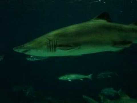 Sharks at NC aquarium