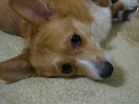 Corgi,Welsh,ウェルシュ