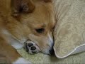 Welsh Corgi ?????????? ???????