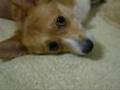 Welsh Corgi ウェルシュ・コーギー 寝込みを襲え！