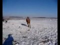 Buckskin Presale