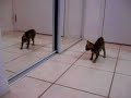 Fighting with the Bengal cat in the mirror: Take 2 Fighting with the Bengal cat in the mirror: Take 2