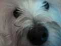 Re: my westies