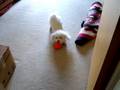 videos de Nimbus plays