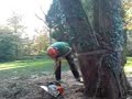 Felling large conifer