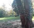Felling large conifer
