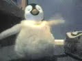 dancing pengiun