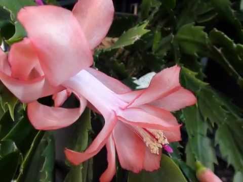 how to care for zygocactus
