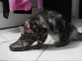 videos de Lolli the Catالواد قلبه بيوجعه.WMV