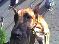 the-great-dane-and-the-chihuahuas.html