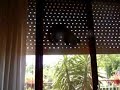 il mio gatto nero � impazzito!