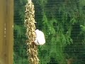Darrrrek - Breeding carduelis major27