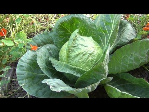 video-linktoworks-Huge Cabbage from Aquaponics